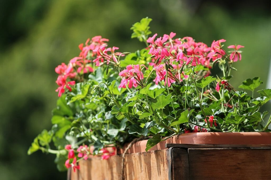 geranium, flowers, balcony plant
