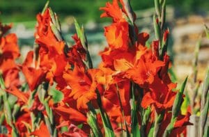 gladiolus, flower, blossom