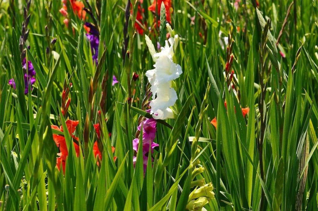 gladiolus, white, summer