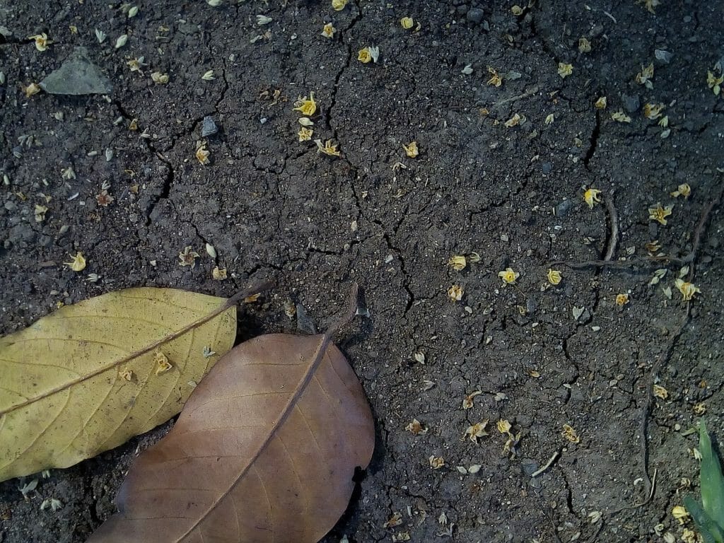ground, soil, the ground