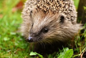 hedgehog child, young hedgehog, hedgehog
