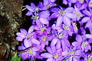 hepatica, purple, spring