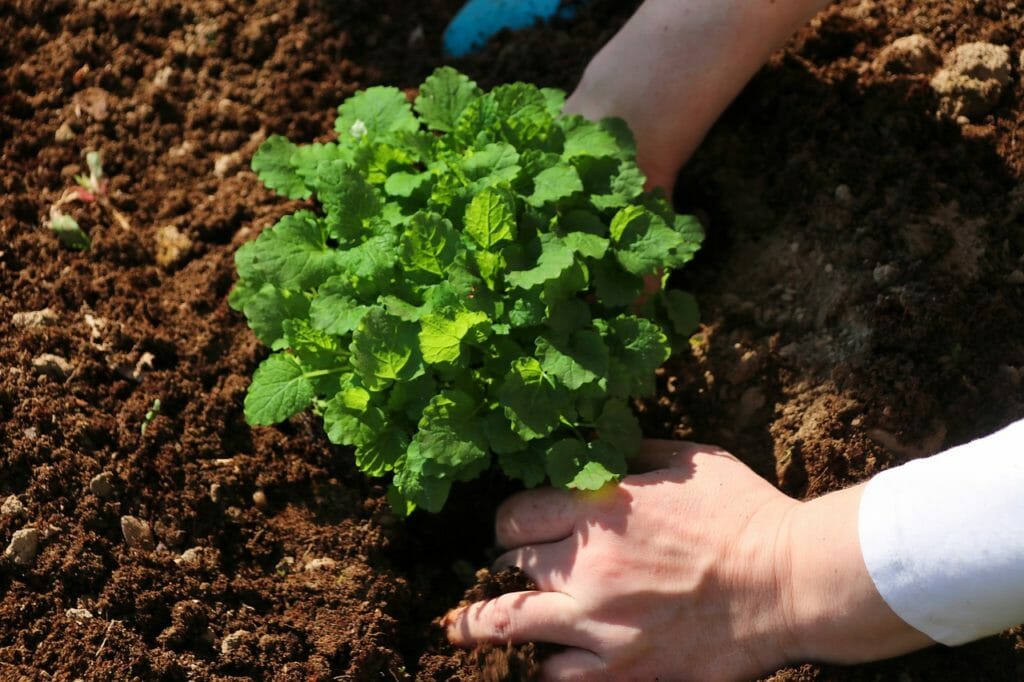 herbs, garden, harvesting