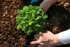 herbs, garden, harvesting