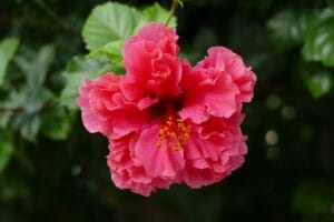 hibiscus, flower, plant