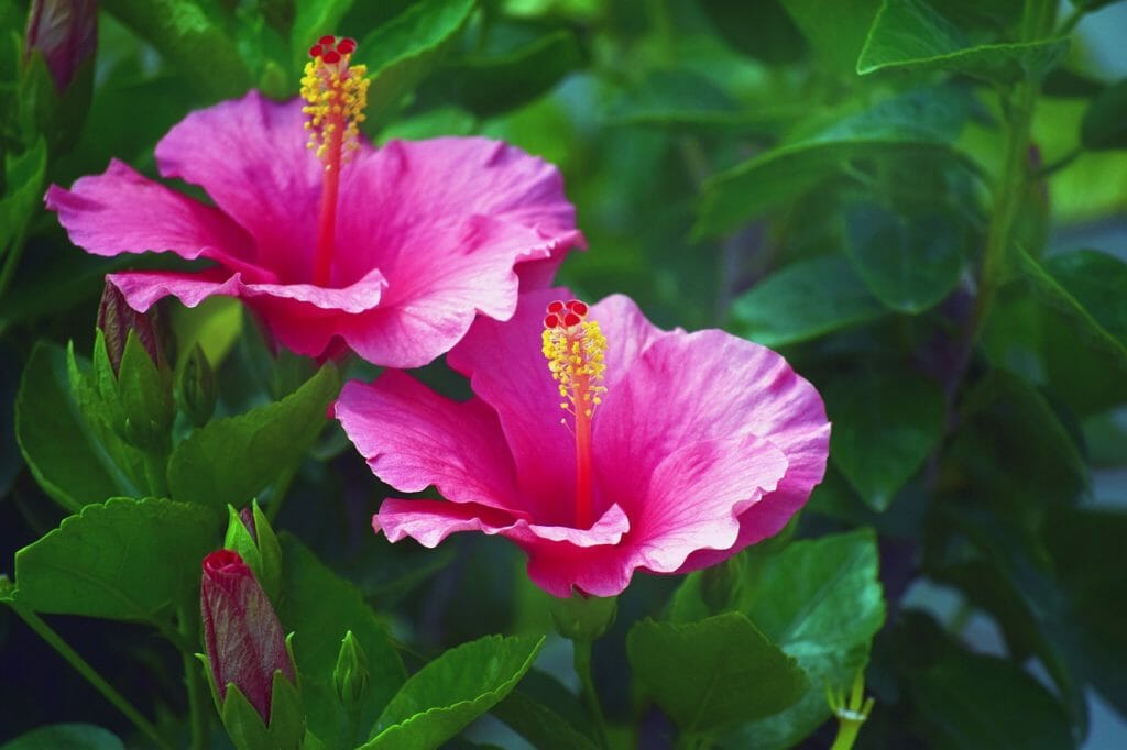 hibiscus, red, pink
