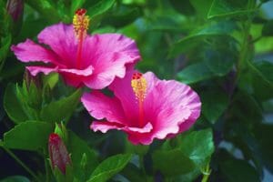 hibiscus, red, pink