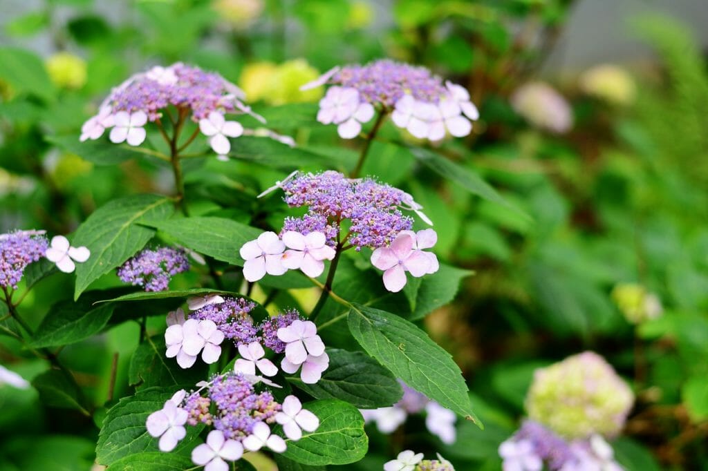 hydrangea, plate hydrangea, flowers