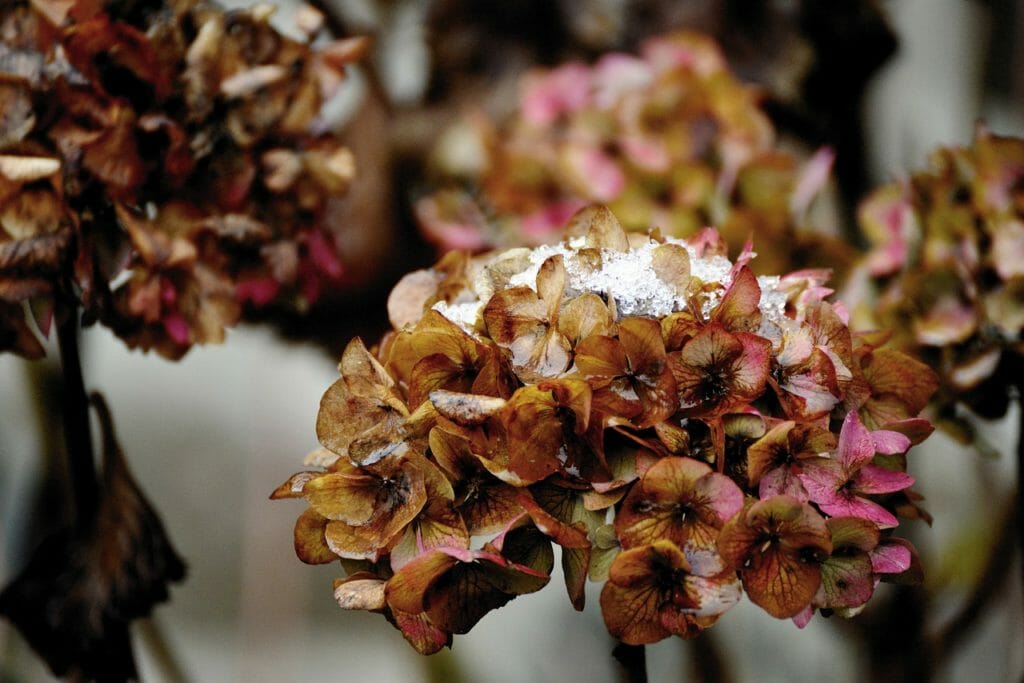 hydrangeas, winter, faded