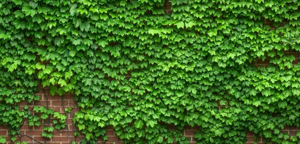 ivy, vine, the leaves