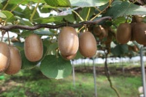 kiwi, fruit, gold kiwi