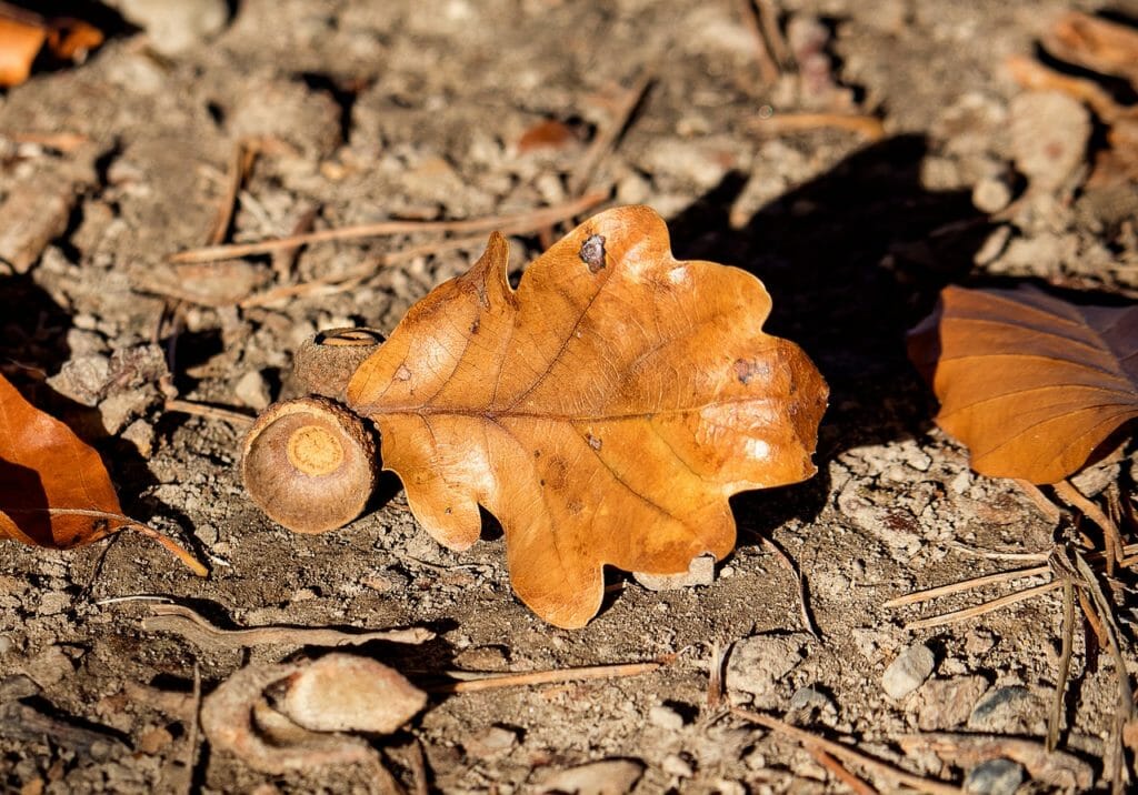 leaf, oak leaf, acorn