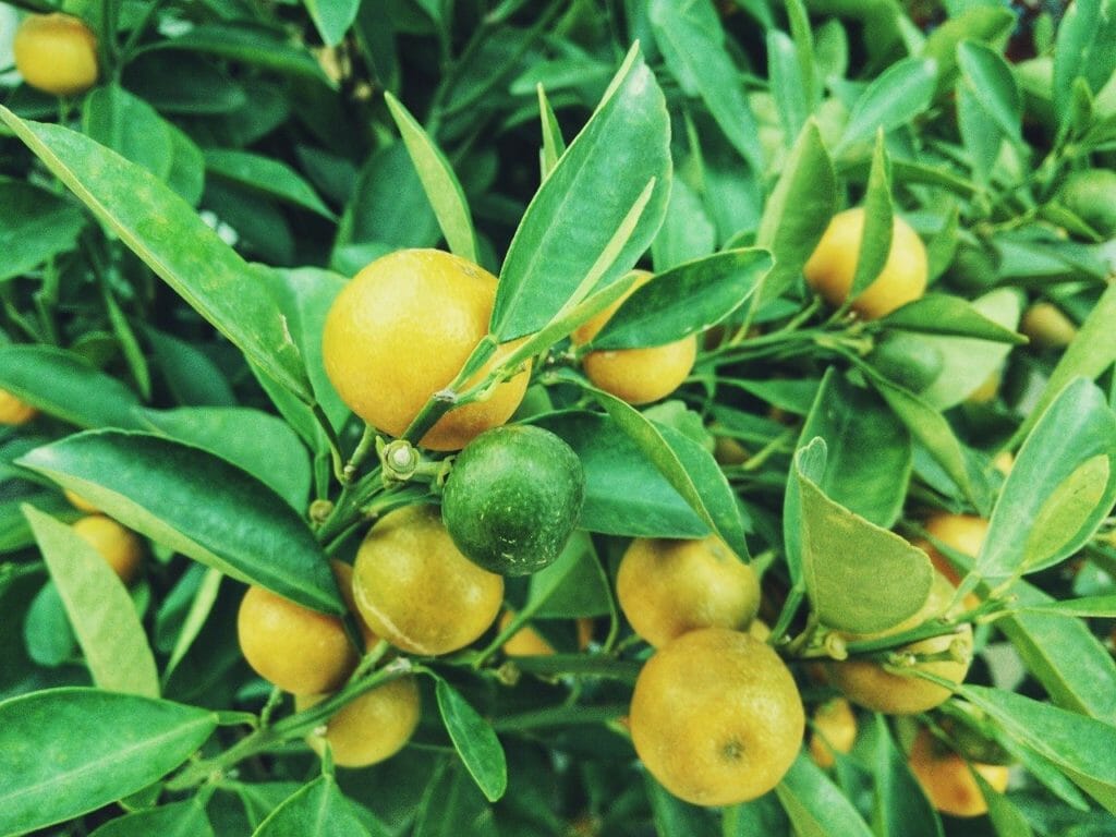 lemons, tree, fruits