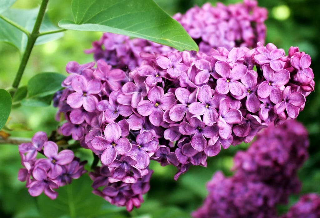 lilac, spring, summer