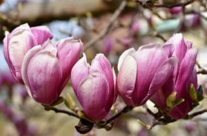 magnolia, magnolia tree, flowers