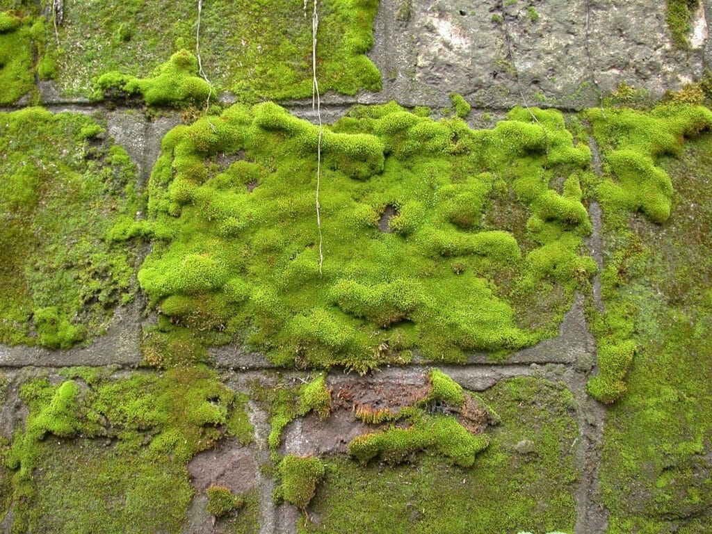 moss, wall, green
