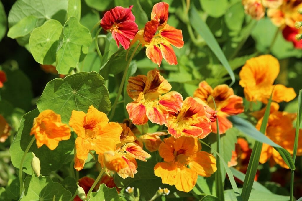 nasturtium, tropaeolum, flowers