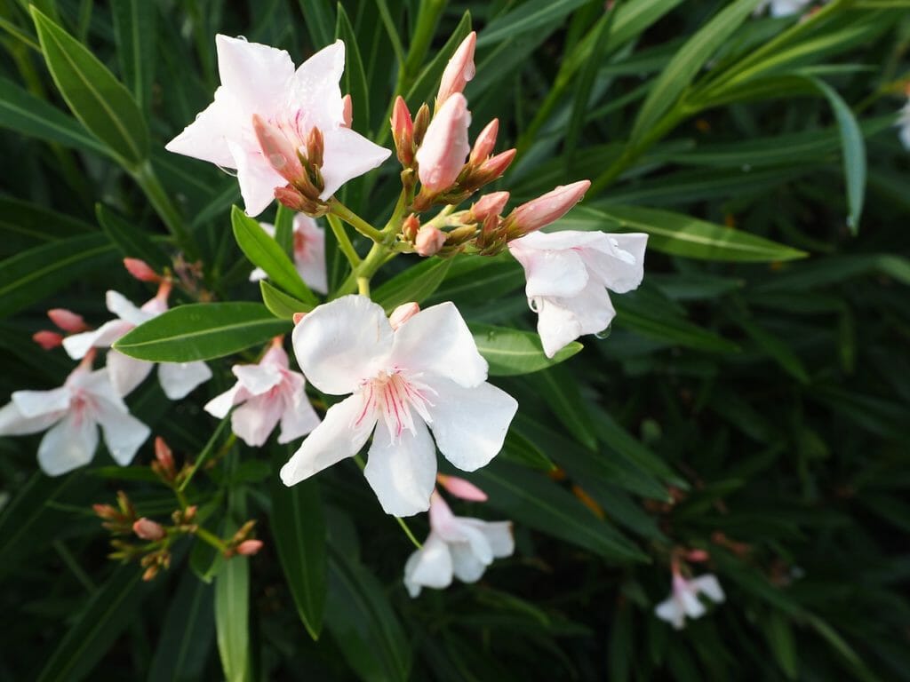 oleander, flower, summer