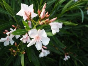 oleander, flower, summer