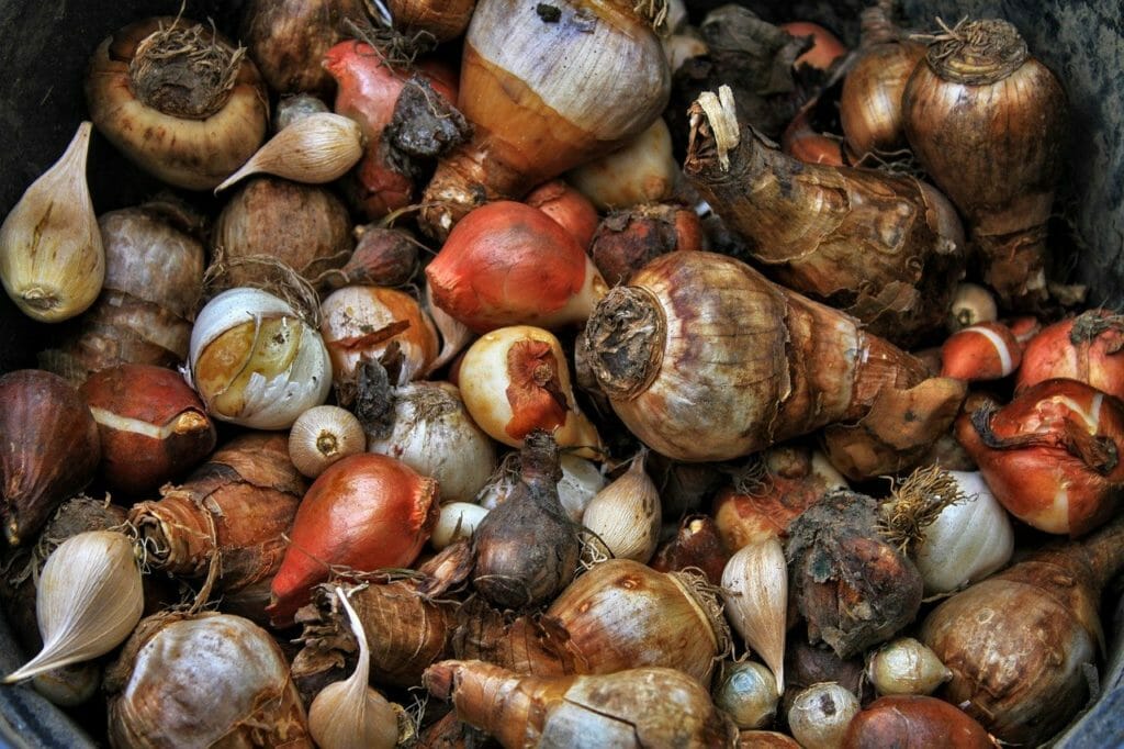 onions, tulip bulbs, tulips