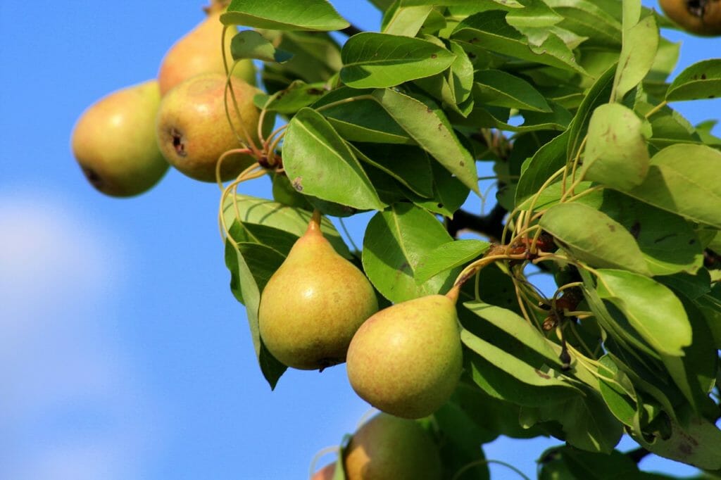 pears, wild pear, fruit