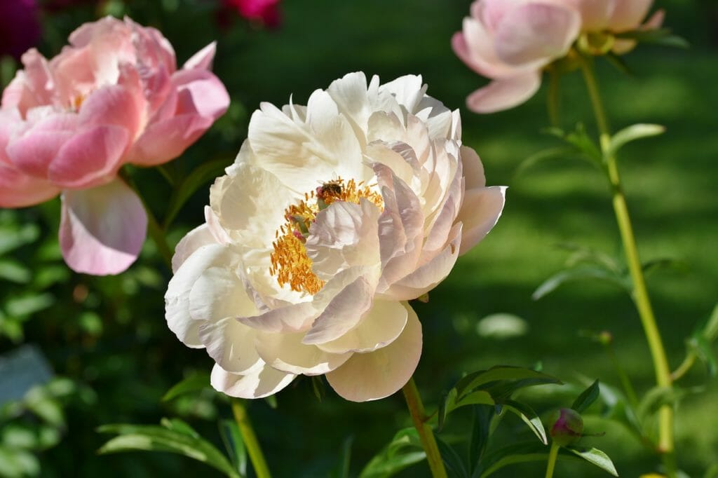 peony, flower, plant