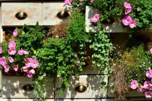 petunia, balcony plants, summer flowers