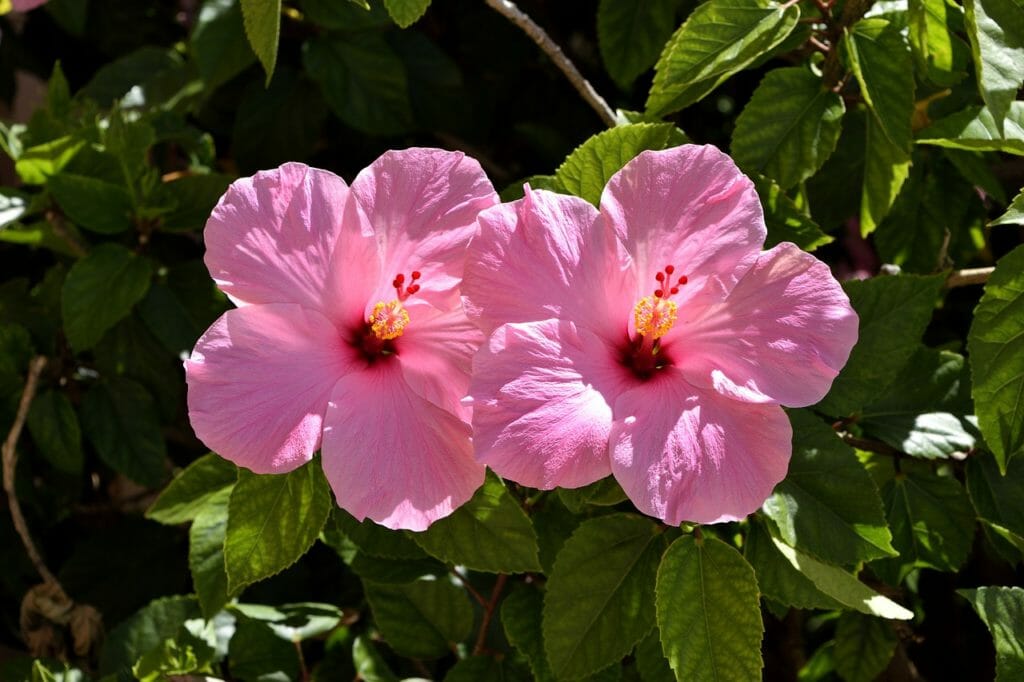 pink hibiscus, flower, floral