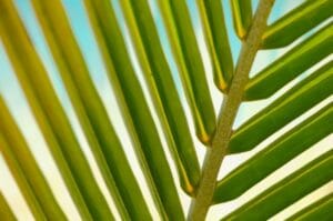 plant, leaf, macro