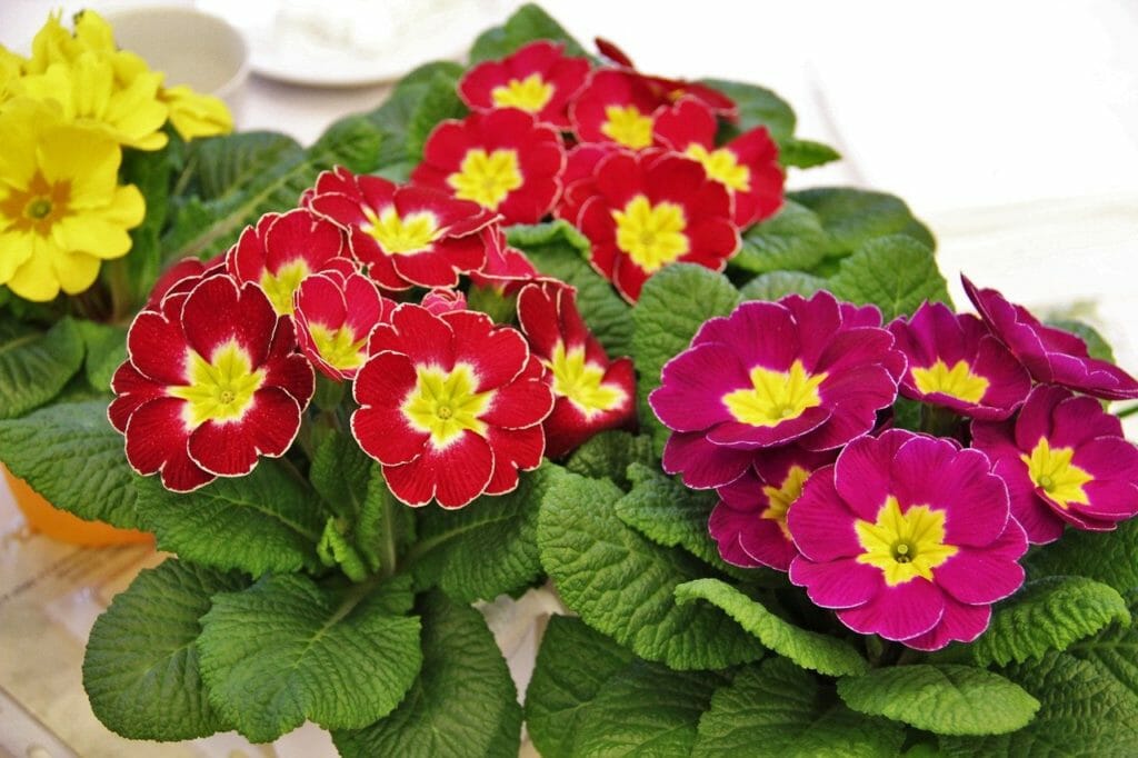 primrose pots, signs of spring, colorful