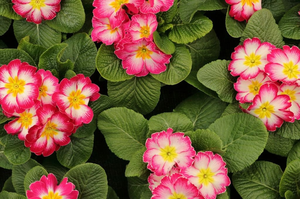 primroses, flowers, spring