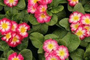 primroses, flowers, spring