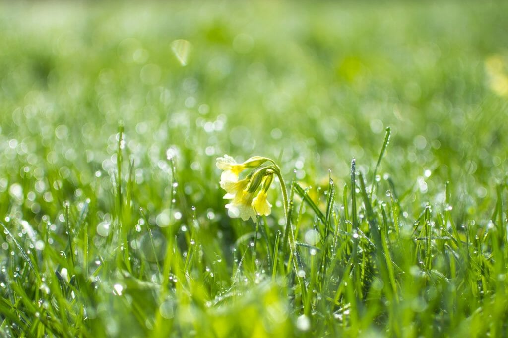 primula, grass, green