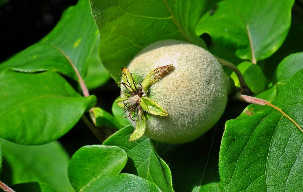 quince, fruit, tree