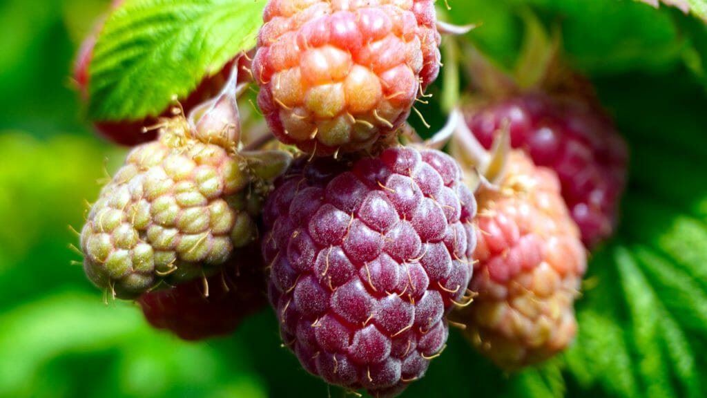 raspberries, fruit, berries
