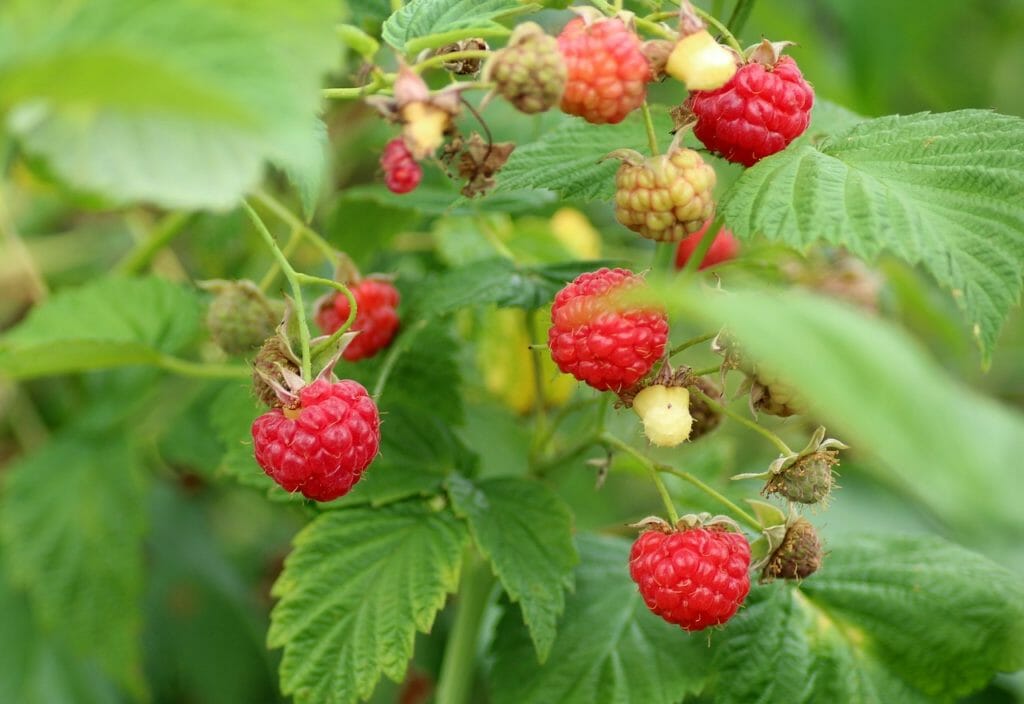 raspberries, fruit, bush