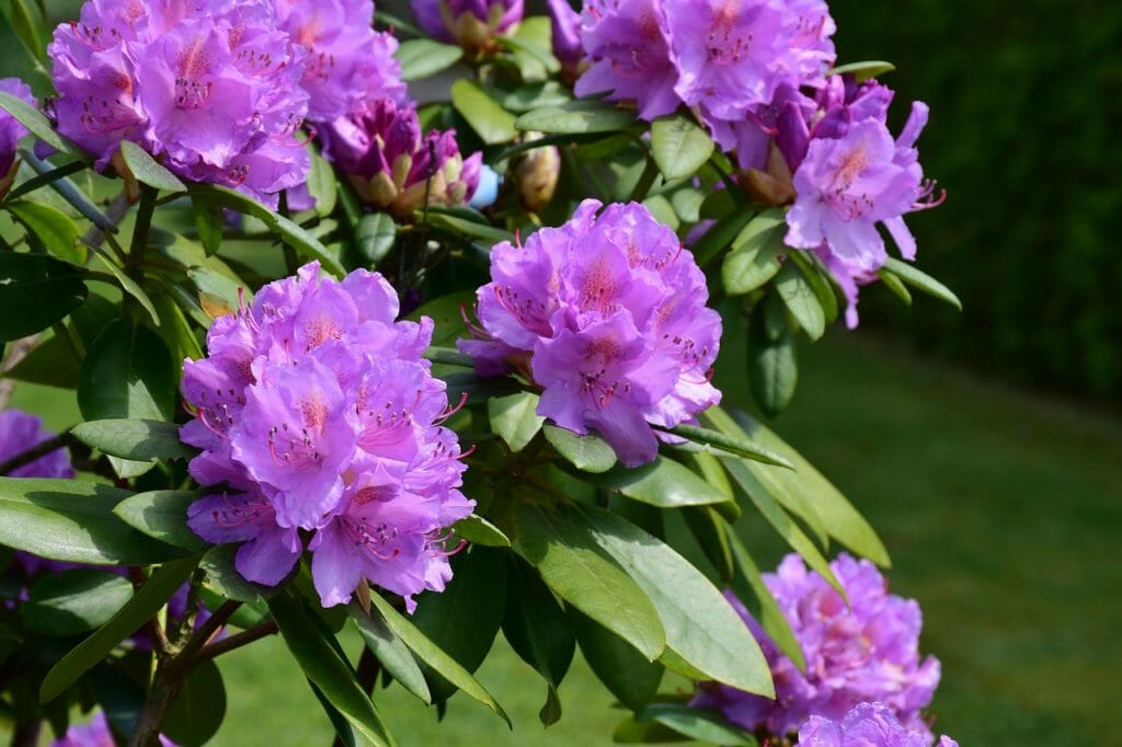 rhododendron, blossom, bloom