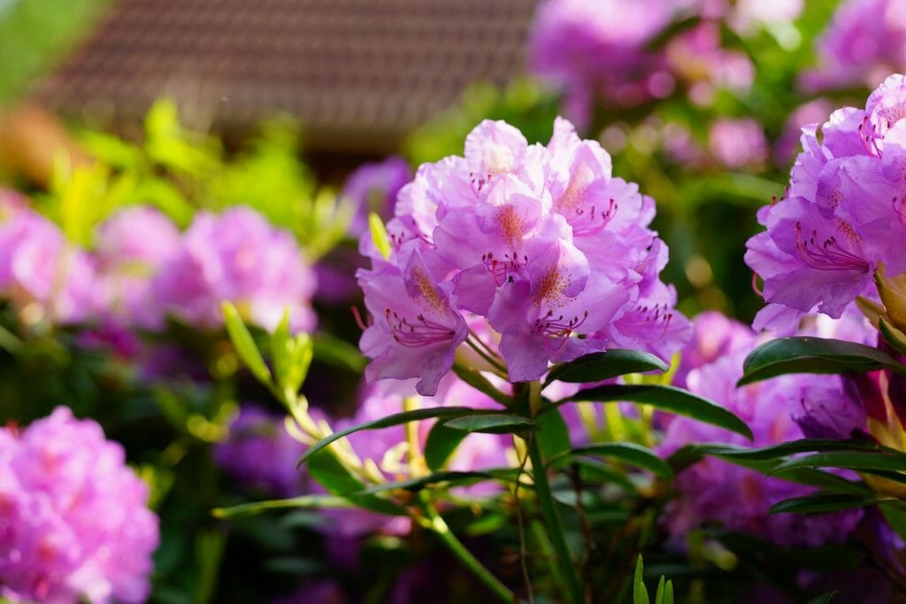 rhododendron, flowers, purple