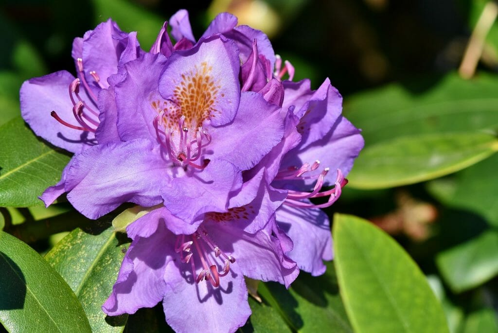 rhododendron, rhododendron buds, rhododedron flowering