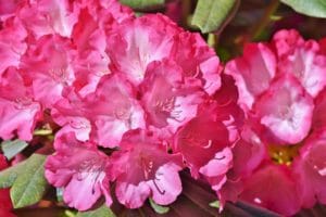 rhododendron, rhododendron buds, rhododendron flower