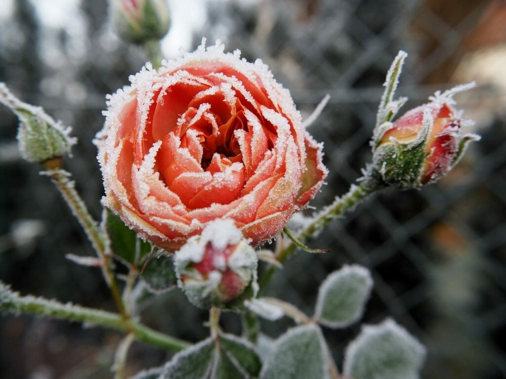 rose, frost, winter
