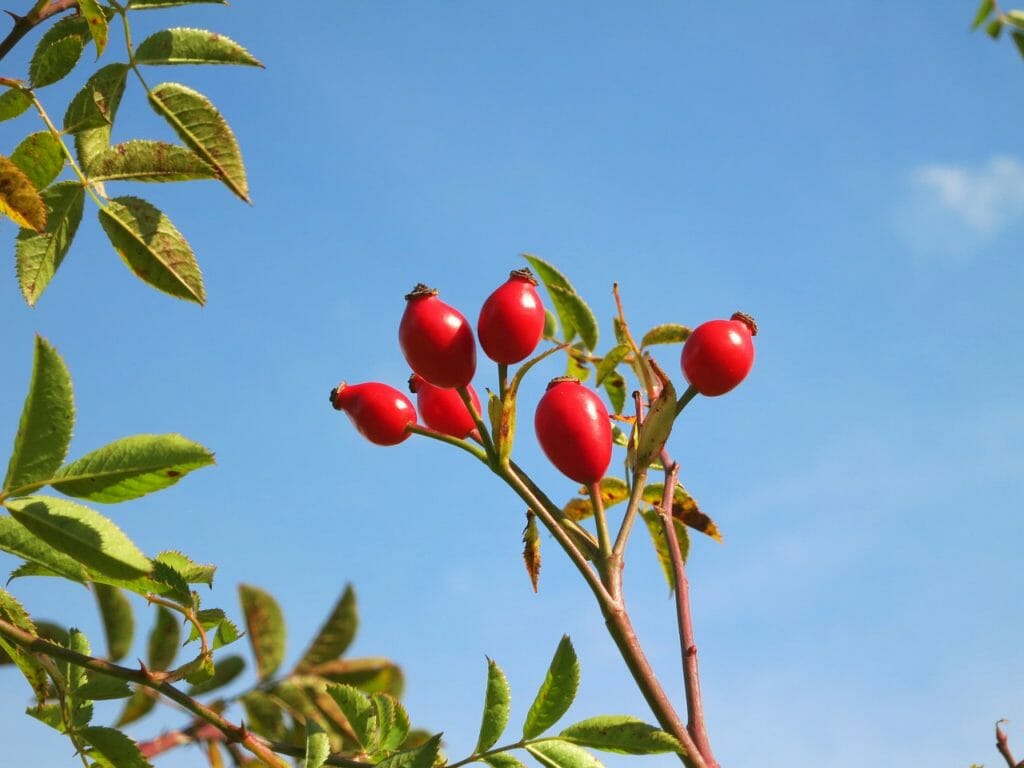rose hips, blue, sky
