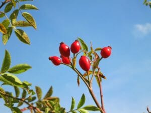 rose hips, blue, sky