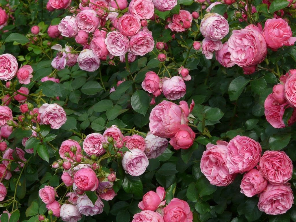 rose, pink, rose flower