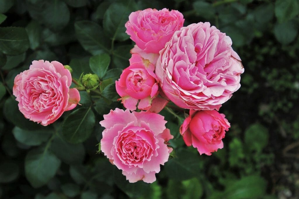 roses, rosebush that, garden