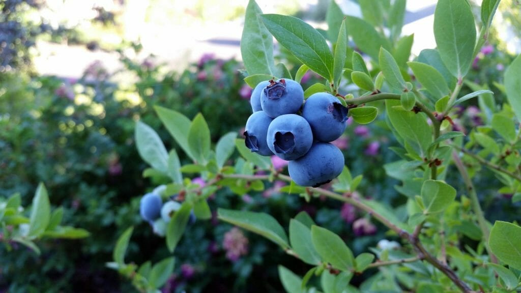 rubel blueberry, blueberry, fruit