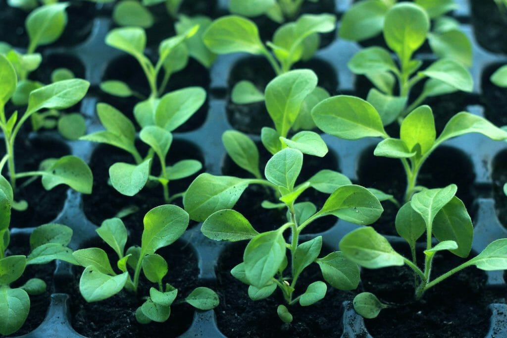 seedling, plant, landing
