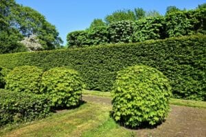 shorn hedge, shorn bush, hedge