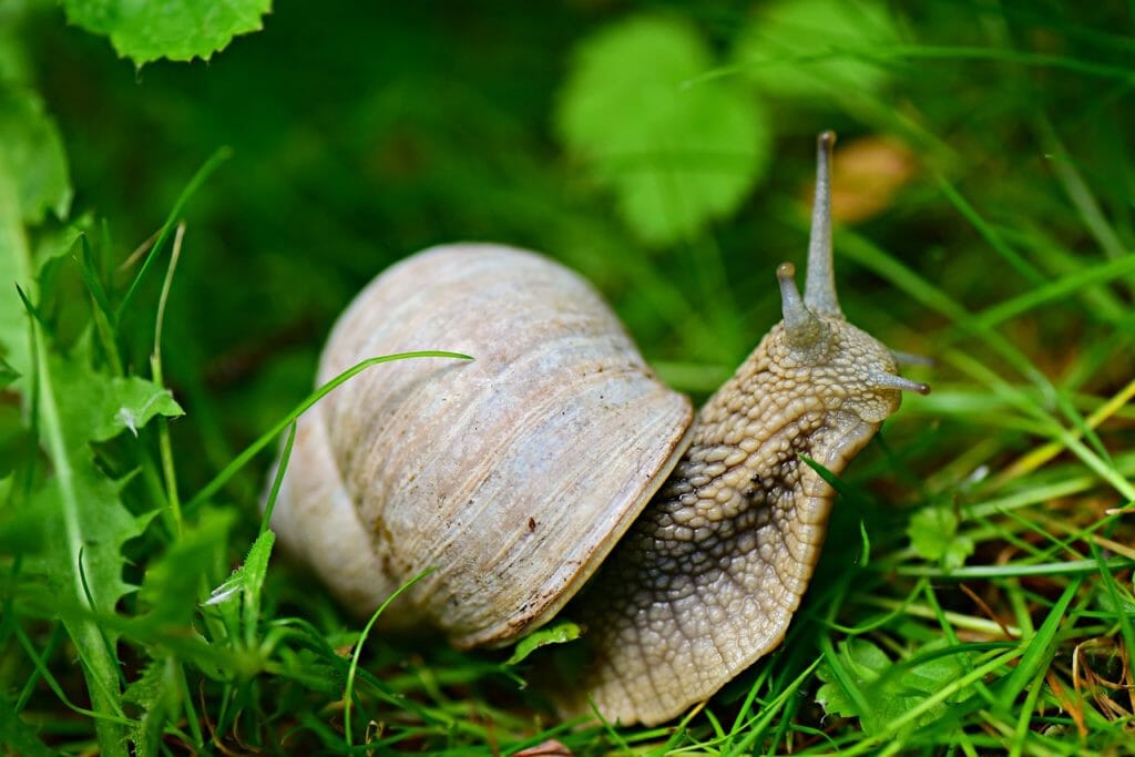 snail, shell, gastropod