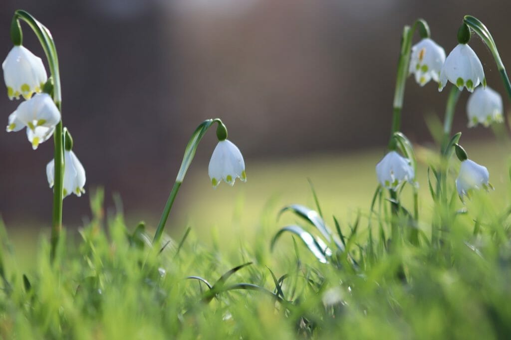 snowflake, early bloomer, white